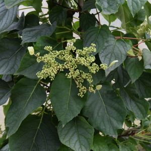 Schizophragma hydrangeoides 'Moonlight' 80-100 cm